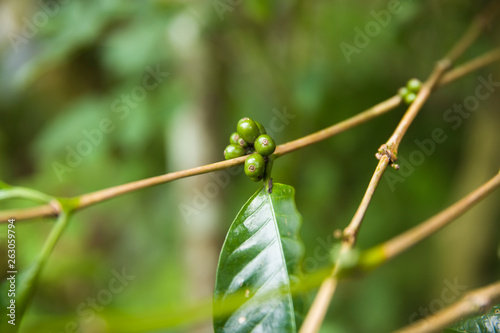 Coffee beans on a branch of coffee tree with leaves