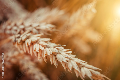 Konstfotografi Wheat Ears close up