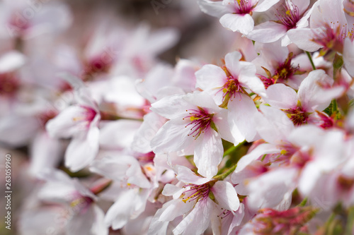 Cherry blossom in spring