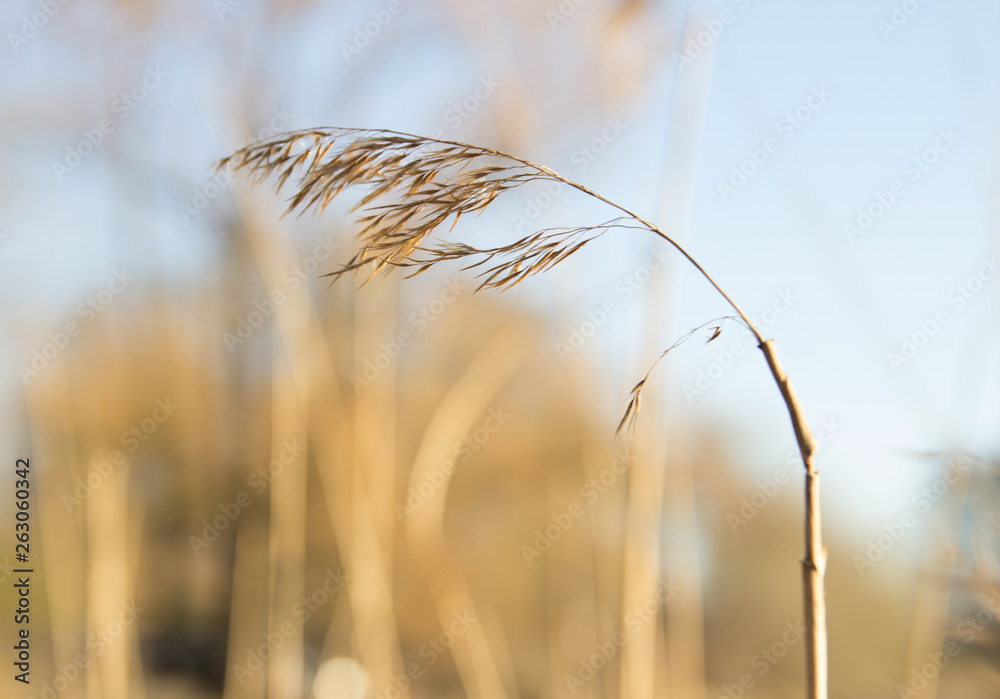 Fototapeta premium rush on the bet