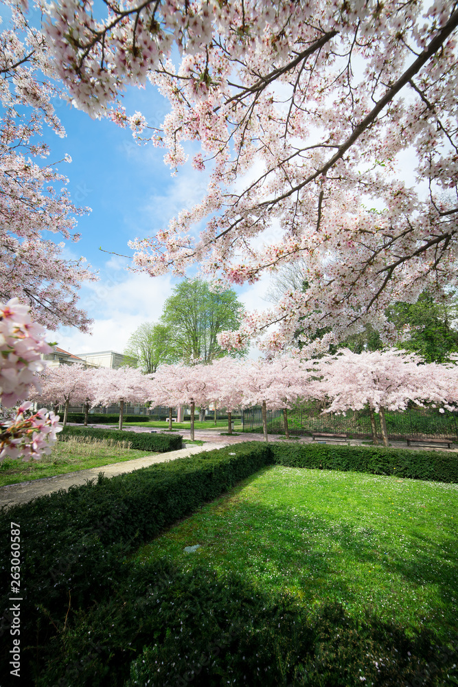 Naklejka premium Spring trees in paris