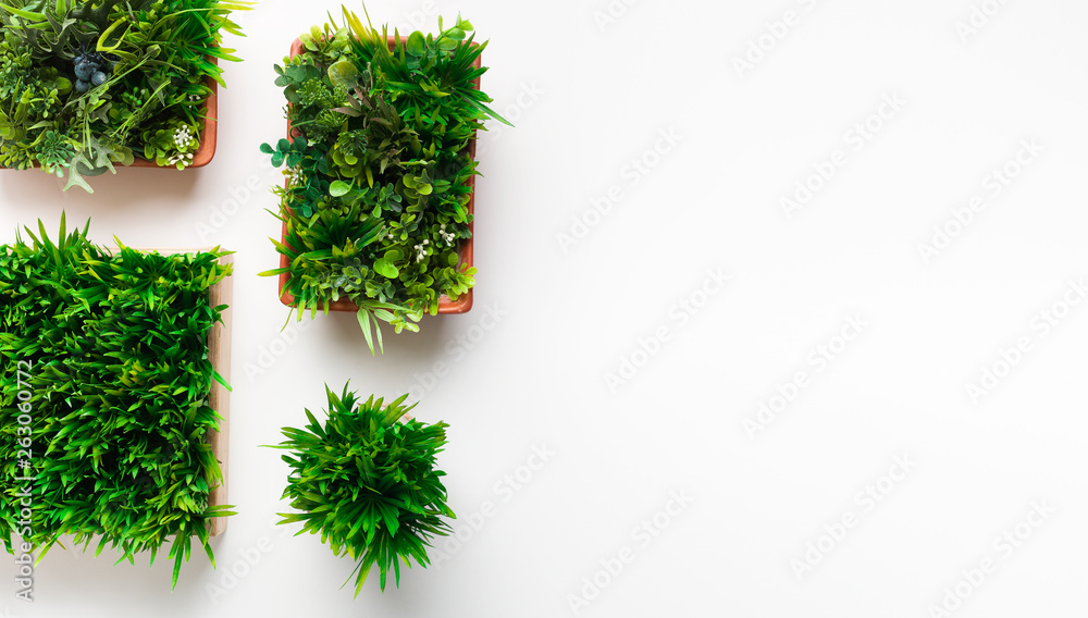 Fototapeta premium Grass plants in different pots on white background