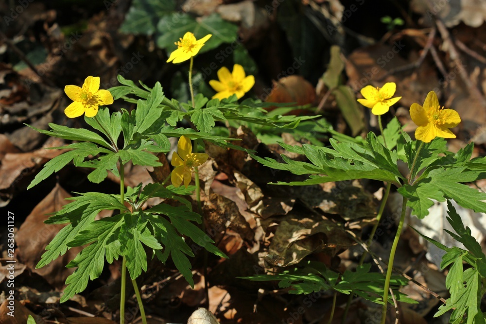 Fototapeta premium Gelbes Windröschen (Anemone ranunculoides)