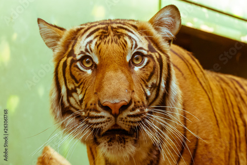 Fototapeta Naklejka Na Ścianę i Meble -  Beautiful close up portrait of a Siberian tiger