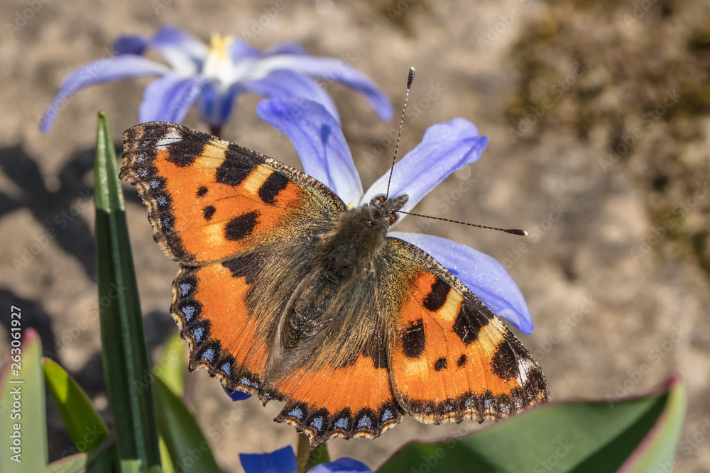 Obraz premium schmetterling