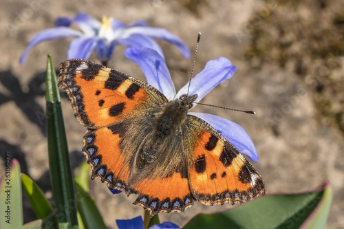 schmetterling photo