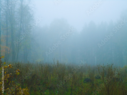 thick fog in the summer forest