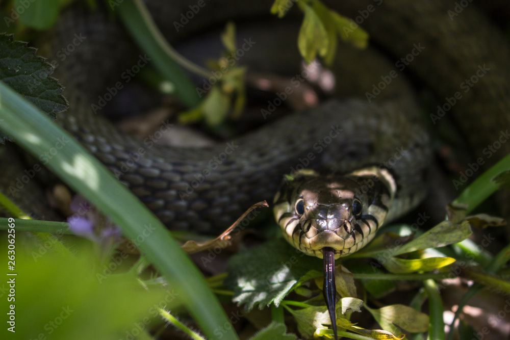 Obraz premium Snake with tongue outstretched closeup
