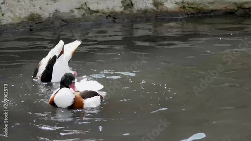 Shelducks bathing in pond