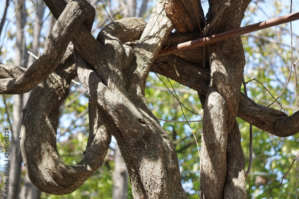 tree tree