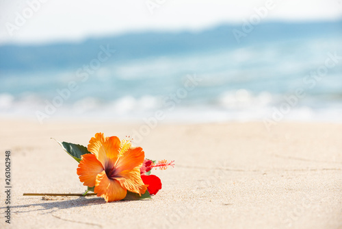 砂浜とハイビスカス