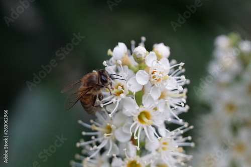 bee on flower © Вячеслав Рогожников
