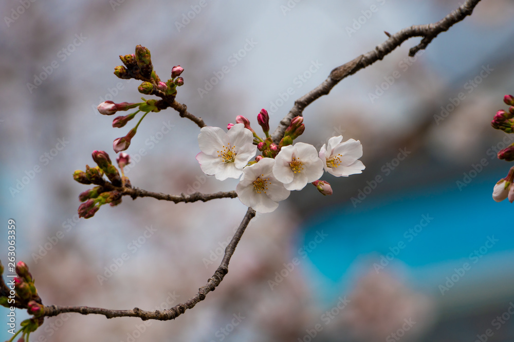 Cherry blossom in spring for background or copy space for text Cherry blossom in spring for background or copy space for text