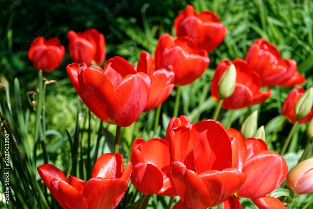 Tulips in Spring