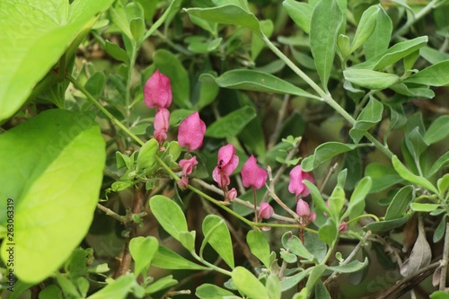 pink flowers at garden
