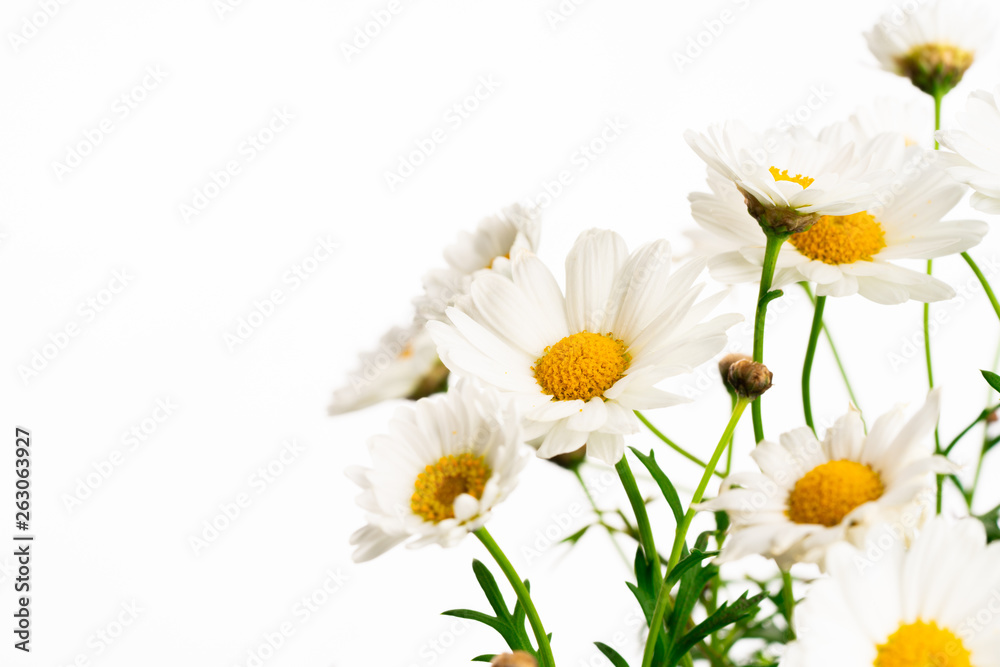 daisies isolated on white background daisies isolated on white background
