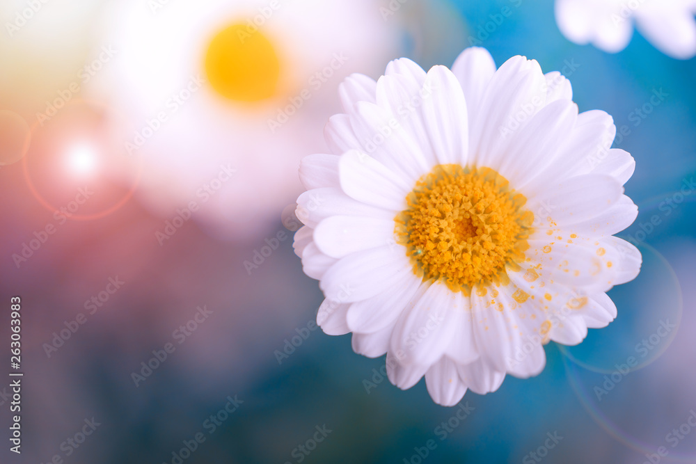 daisy on blue background daisy on blue background