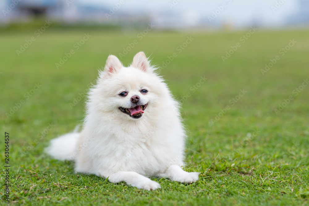White pomeranian dog at green lawn park