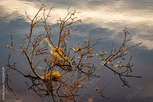Branch on a Lake at Sunset nice cloud reflection