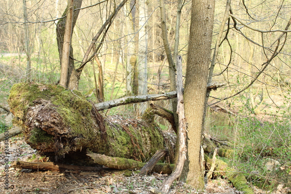Naklejka premium entwurzelter Baum mit Moos bedeckt