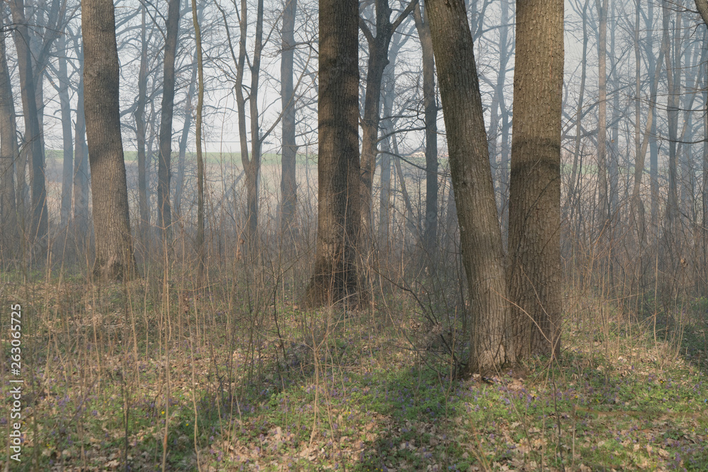 wildfire, smog in forest