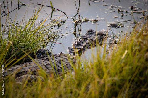 Florida Gator