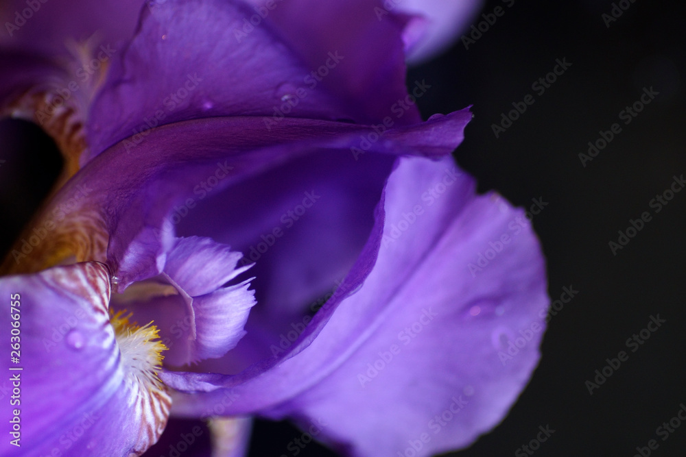 flower of purple iris, closeup, beautiful background