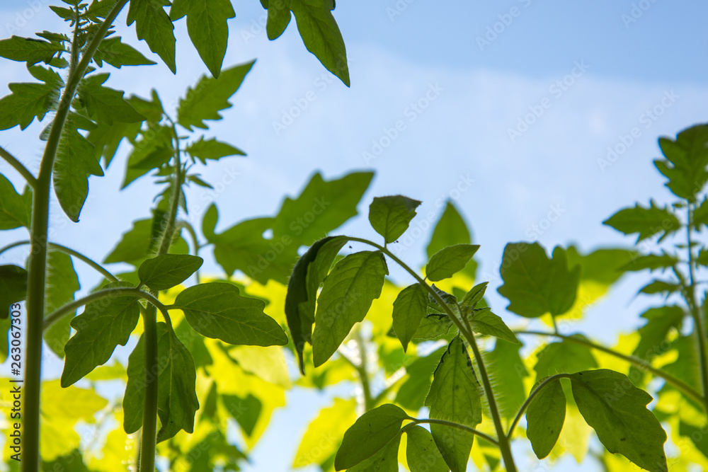 Leaves of tomatoes against the sky, Young tomato plants in the morning against the sky.