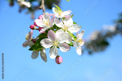 Apfelbaum Bl  te - Bl  tezeit in S  dtirol