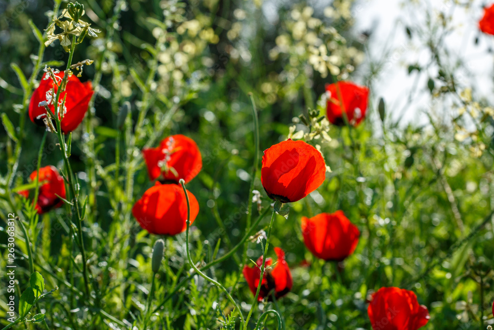 red poppy flowers. macro. small GRIP red poppy flowers. macro. small GRIP