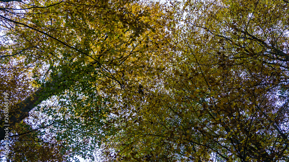tree tops in autumn