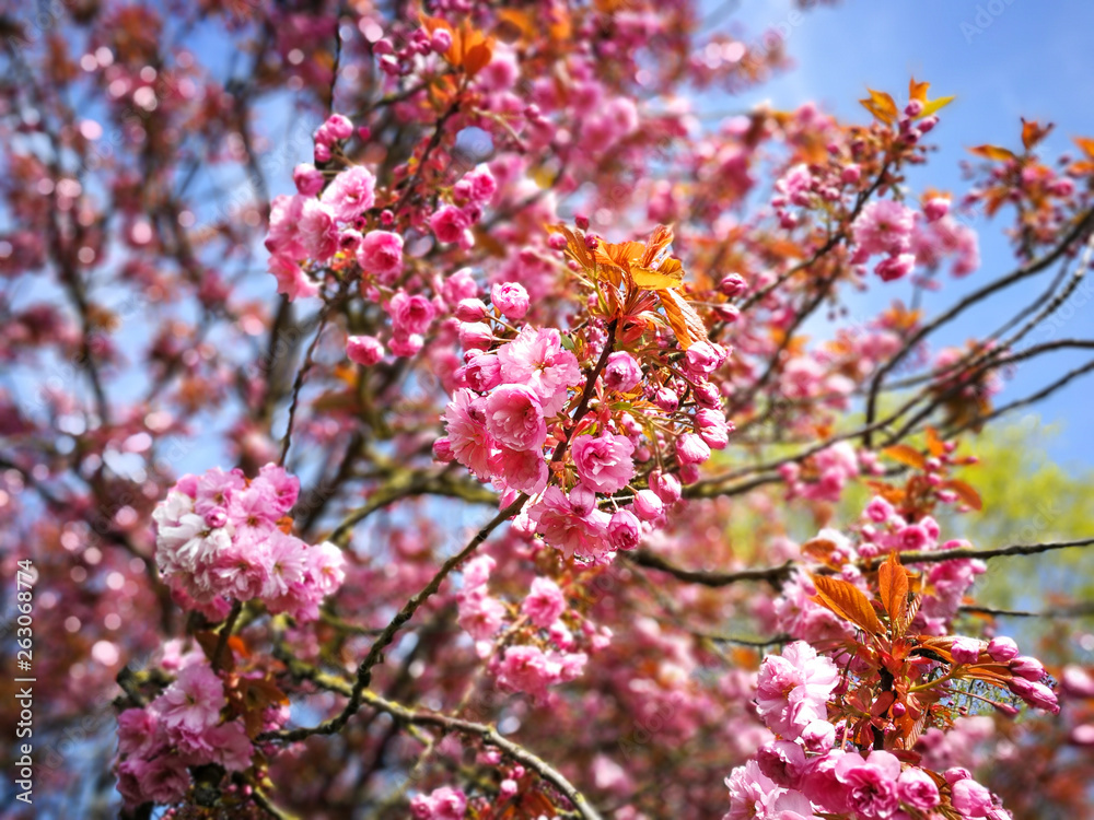 Pink blossom on the branches of a cherry tree in spring with a blue sky background