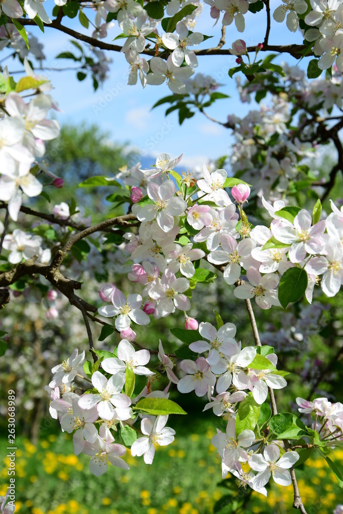 Apfelbaum Blüte Apfelbaum Blüte