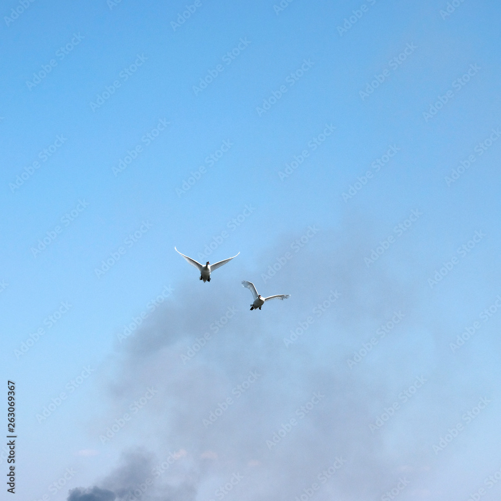 Wild steppe white swans fly over the river. Swans escape from the fire. Smoke in the sky. Wild steppe white swans fly over the river. Swans escape from the fire. Smoke in the sky.