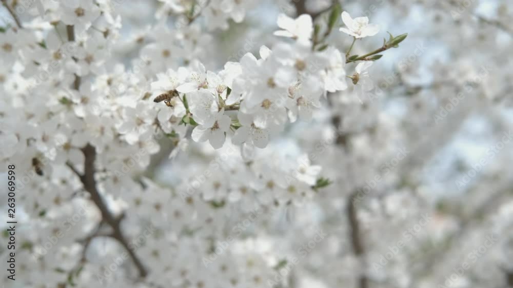 Spring flowering trees. Bees collect nectar. Spring flowering trees. Bees collect nectar.
