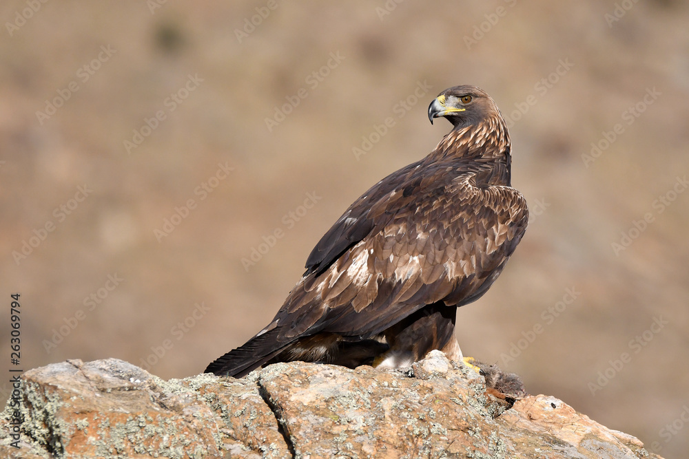 An adult royal eagle poses from the rock with a prey An adult royal eagle poses from the rock with a prey