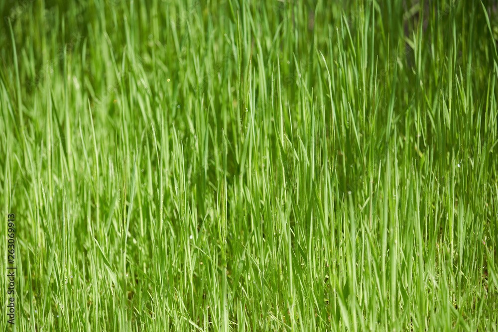 Green tall blades of grass background image Green tall blades of grass background image