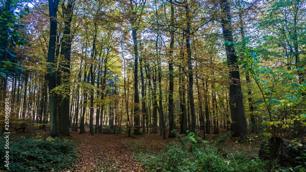 Fototapeta premium forest landscape in autumn