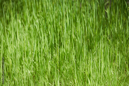 Green tall blades of grass background image