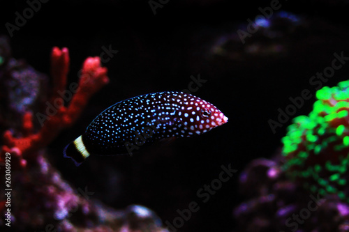 White-spotted Wrasse - Melanurus Anampses  photo