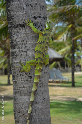 Brazilan Lizard II photo