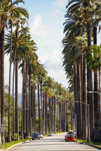 Palm trees California photo