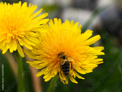 yellow dandelions with a bee in springtime