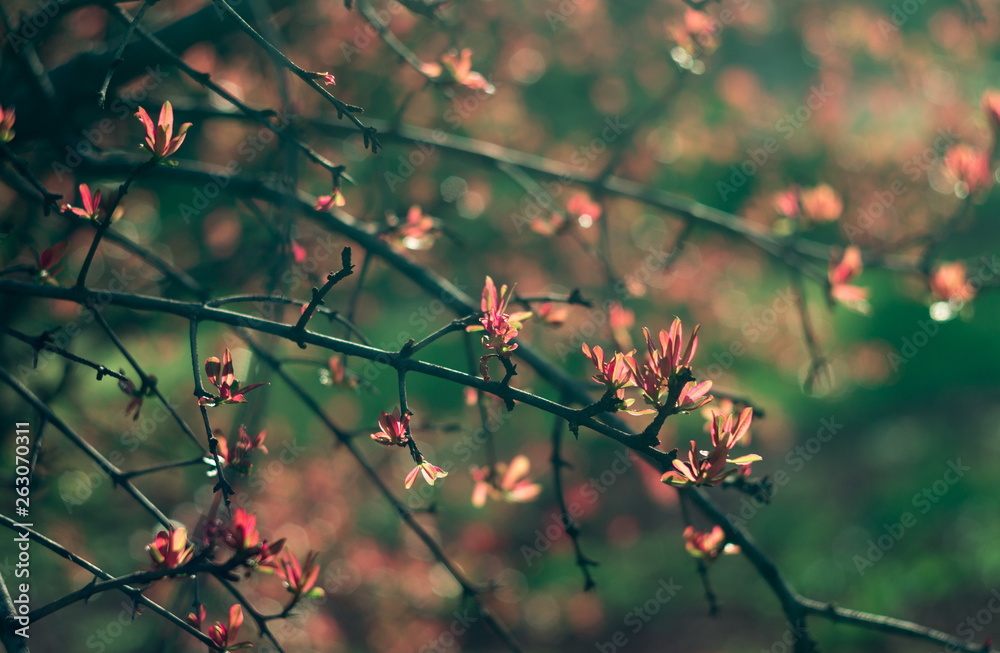 Spring time. Blossom plants closeup Spring time. Blossom plants closeup