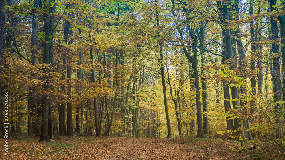 forest landscape in autumn forest landscape in autumn