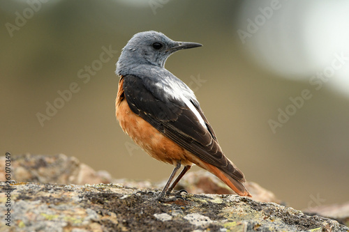 A red rocker perches on the rocks in the sierra of Ávila