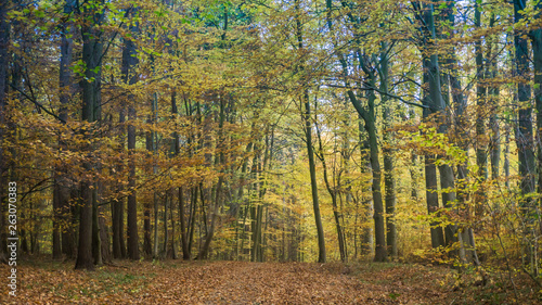 forest landscape in autumn