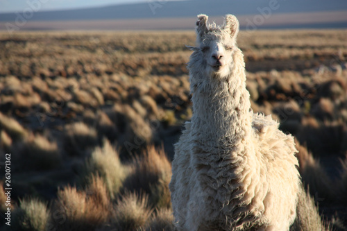 A white, furry Lama looks quisically into the lens in the golden Altiplano in Bolivia