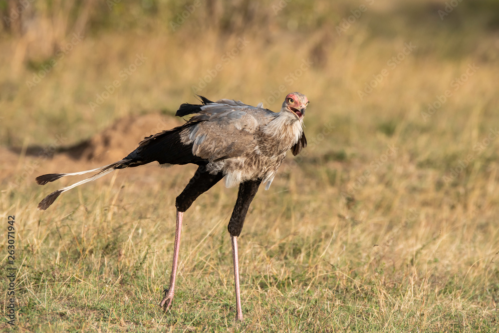 A Secretary bird searching for food in the plains of Masai Mara National Reserve during a wildlife safari