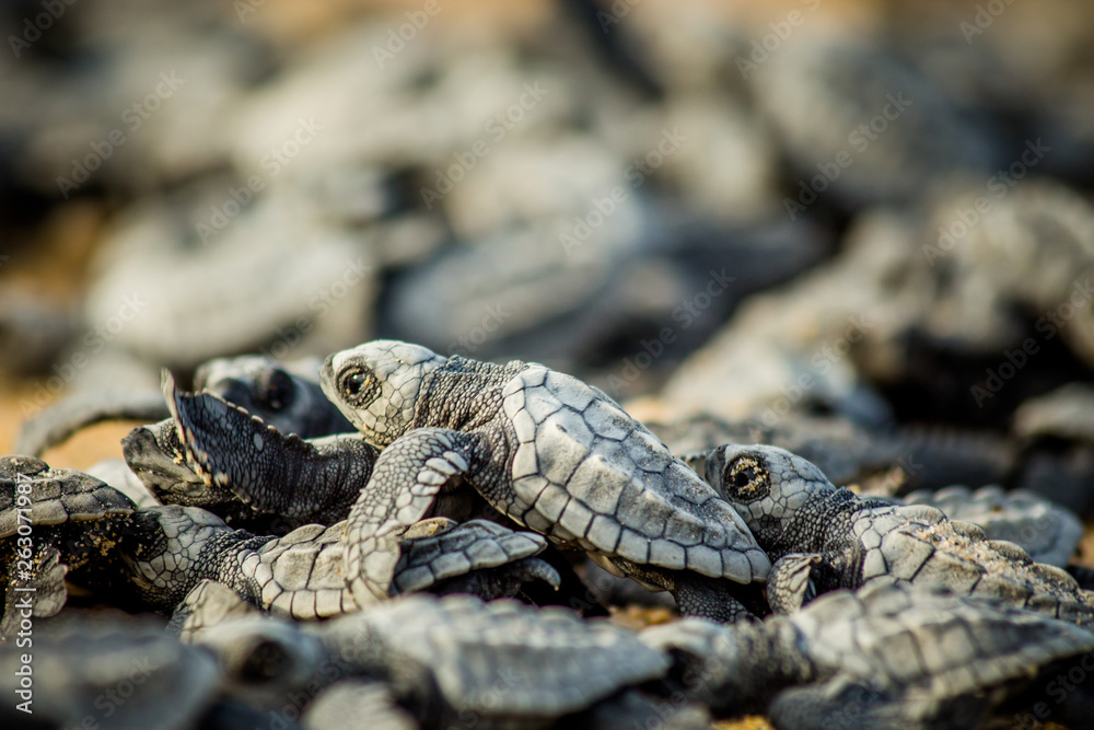Baby hatchling sea turtles struggle for survival as they scamper to the ocean in Cabo Pulmo National Park near Cabo San Lucas, Mexico Baby hatchling sea turtles struggle for survival as they scamper to the ocean in Cabo Pulmo National Park near Cabo San Lucas, Mexico